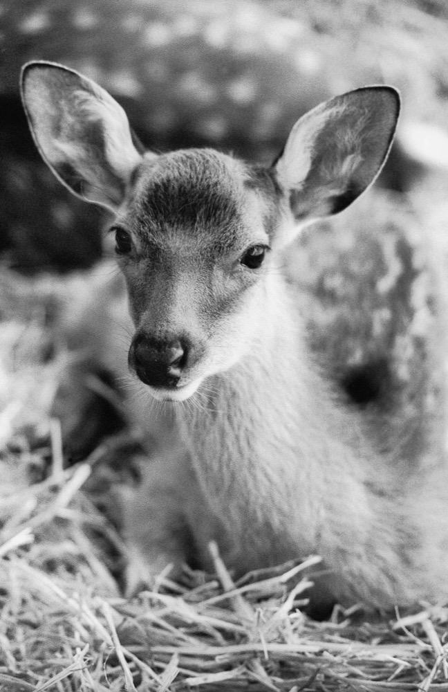 Sika deer