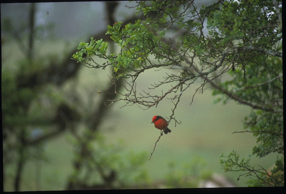 Vermillion flycatcher