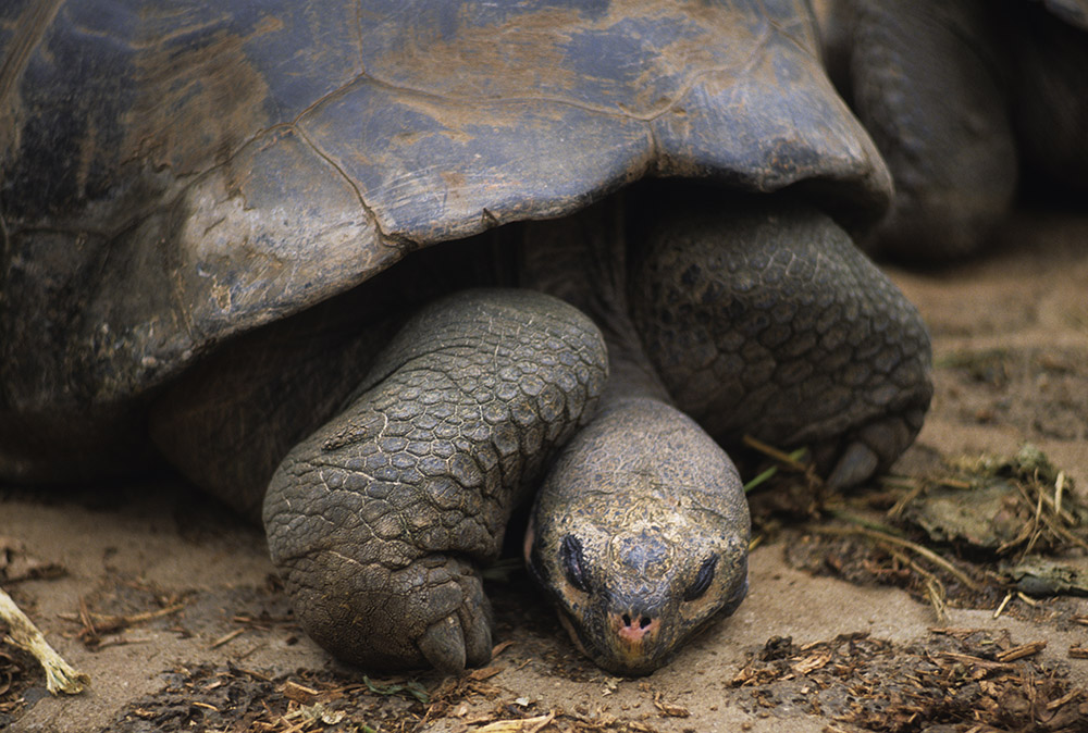 Galapagos tortoise