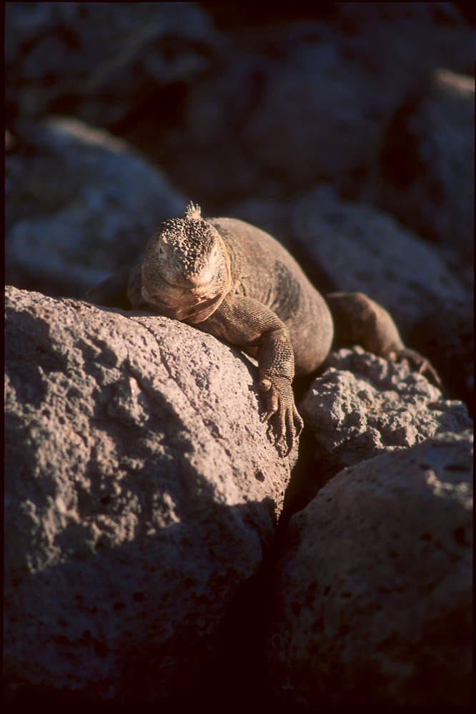 Land iguana