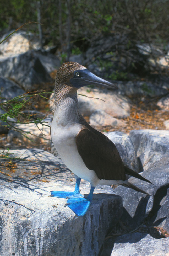 Blue footed booby