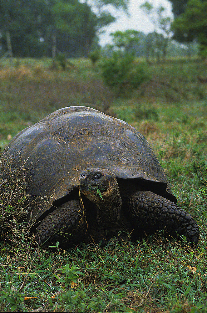 Galapagos tortoise