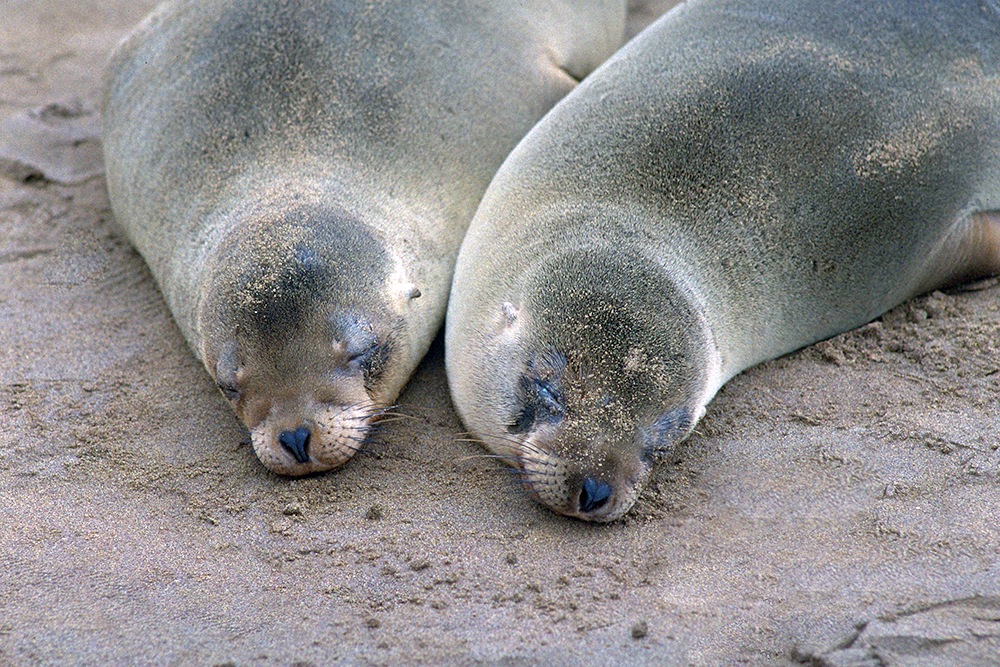 California sea lions