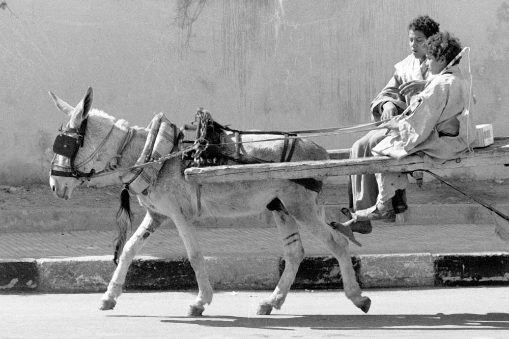 Donkey and children, Luxor